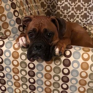 Meet your Posher, Ashley